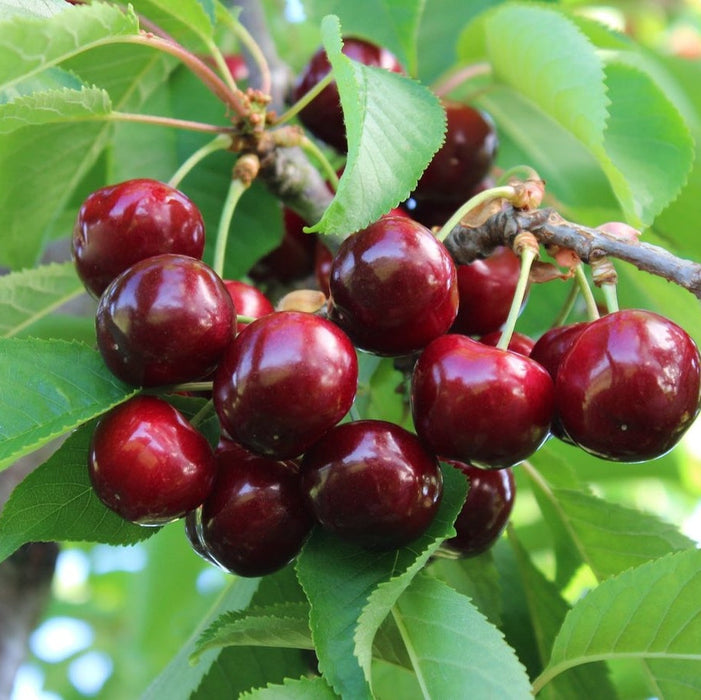 Cires "Early Red", Anul 2