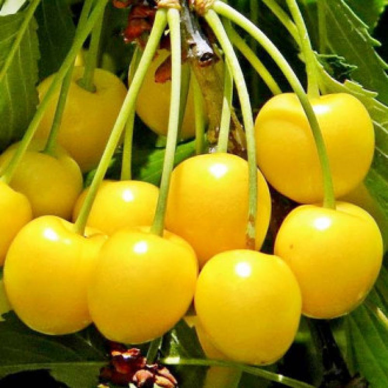 Pomi Fructiferi - Cires Galben - Anul 3 - Pepiniera Romaniei