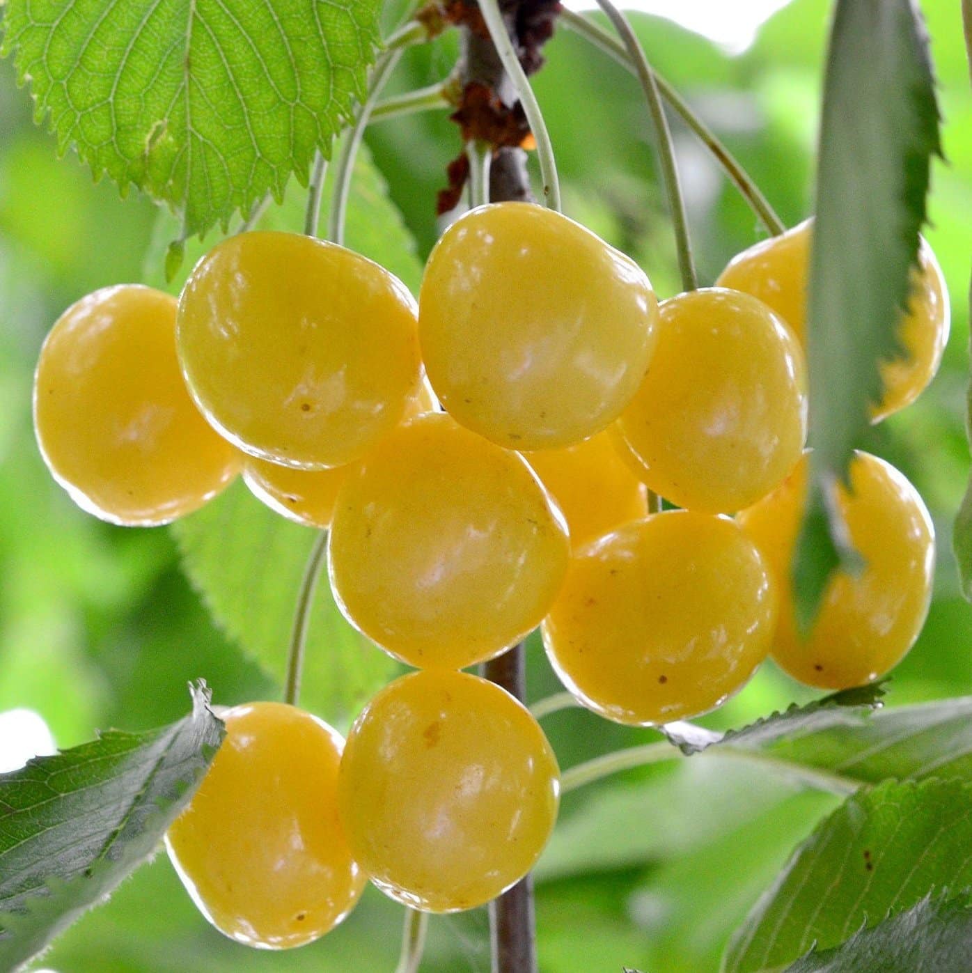 Pomi Fructiferi - Cires Galben - Anul 3 - Pepiniera Romaniei
