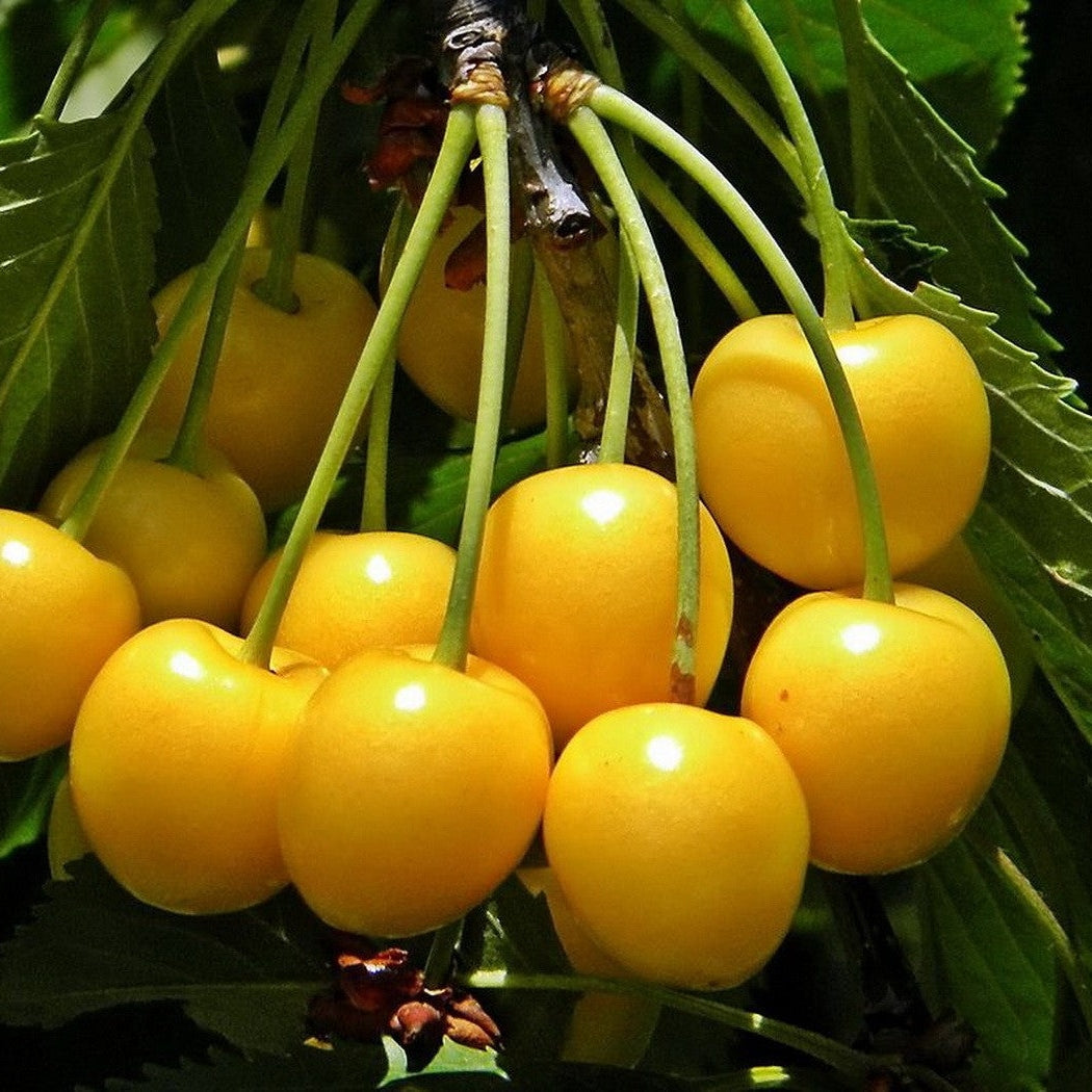 Pomi Fructiferi - Cires Galben - Anul 3 - Pepiniera Romaniei