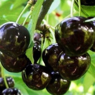 Pomi Fructiferi - Cireș Negre de Bistrița - Anul 3 - Pepiniera Romaniei