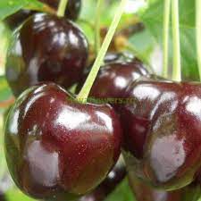 Pomi Fructiferi - Cireș Negre de Bistrița - Anul 3 - Pepiniera Romaniei