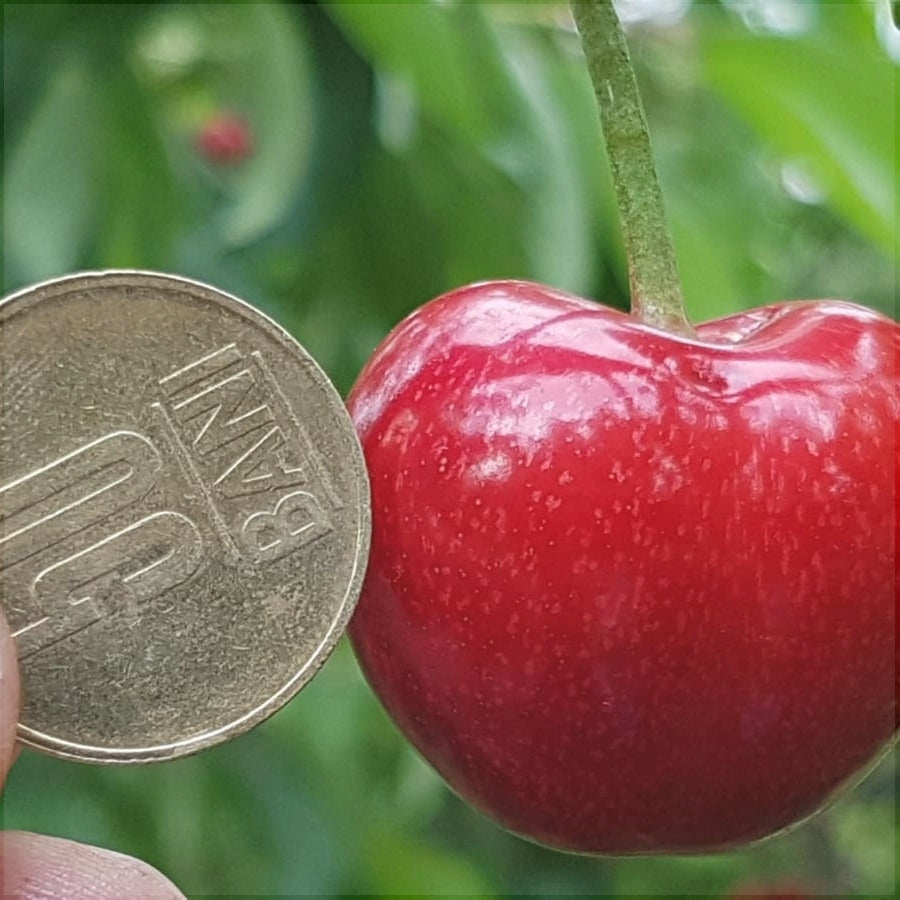 Pomi Fructiferi - Cires Prime Giant - Anul 3 - Pepiniera Romaniei