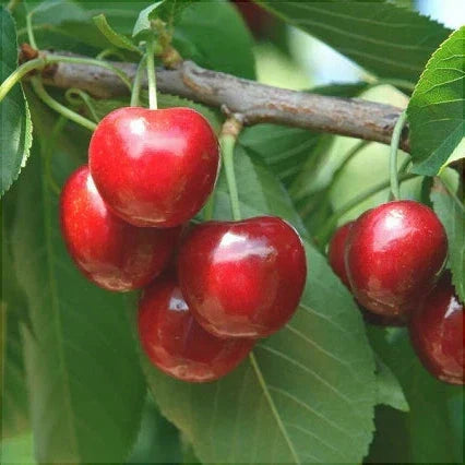 Pomi Fructiferi - Cires Prime Giant - Anul 3 - Pepiniera Romaniei