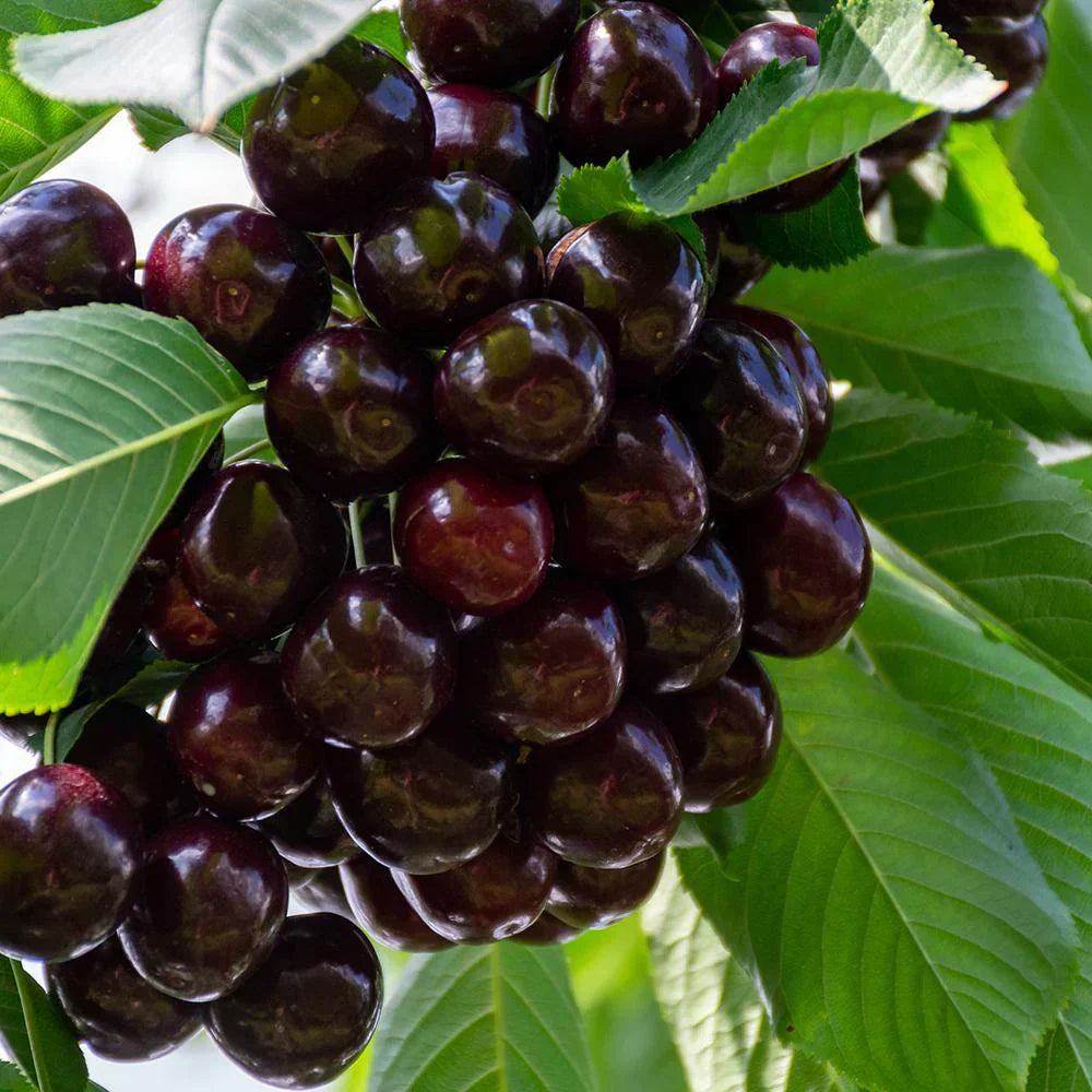 Cires "Regina",  la ghiveci