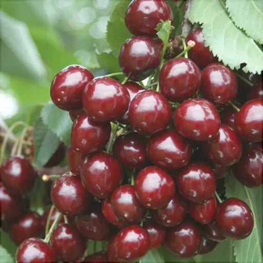 Cires "Rubin",  Anul 2