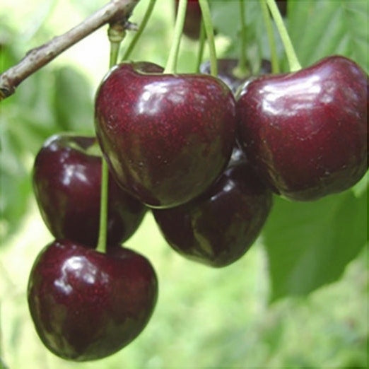 Cires "Rubin",  Anul 2