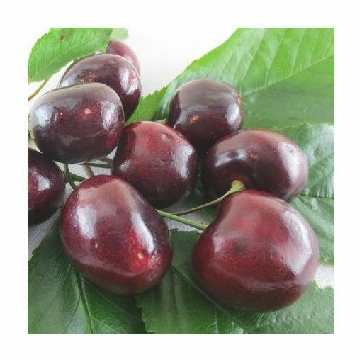 Cires "Rubin",  Anul 2