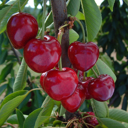 Cires "Summit",  Anul 2