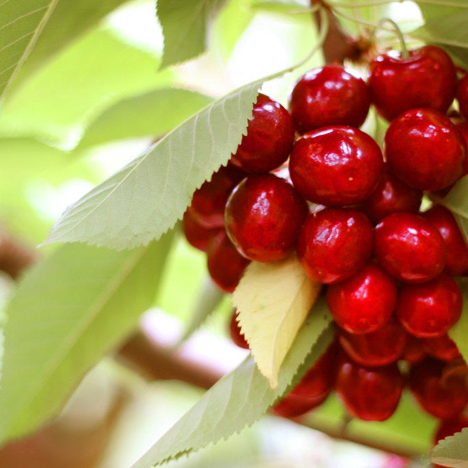 Pomi Fructiferi - Cires Summit - Anul 3 - Pepiniera Romaniei