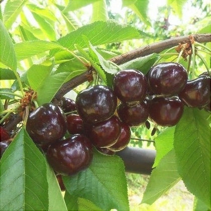 Cires "Sweet Aryana",  Anul 2