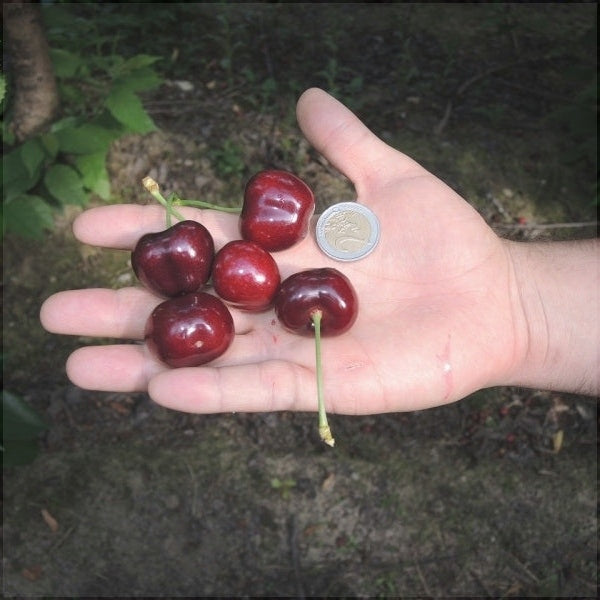 Cires "Sweet Aryana",  Anul 2