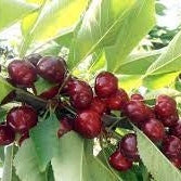 Cires "Sweet Lorenz", Anul 2