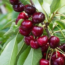 Cires "Sweet Lorenz", Anul 2