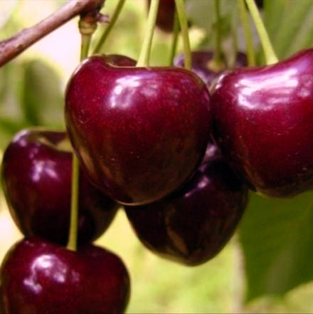 Cires "Timpuriu de Bistrita",  Anul 2