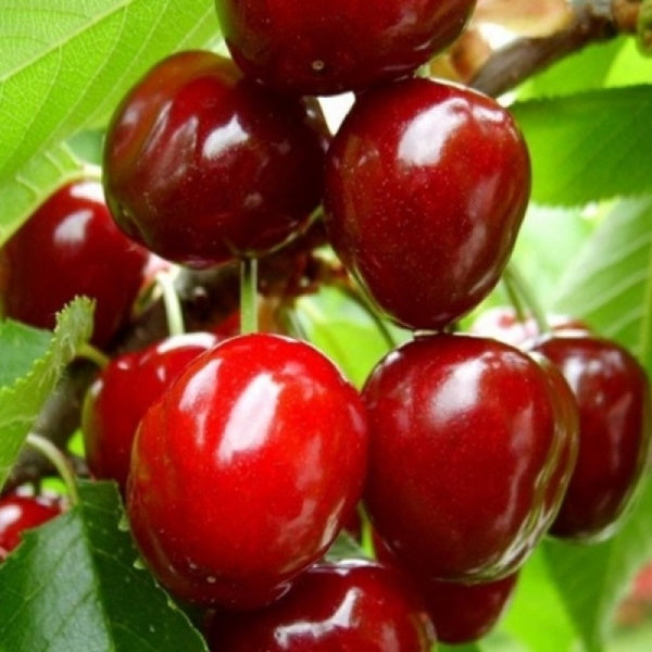 Cires "Timpuriu de Bistrita",  Anul 2