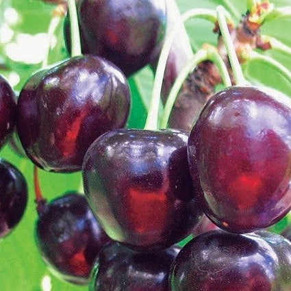 Cires "Timpuriu de Bistrita",  Anul 2