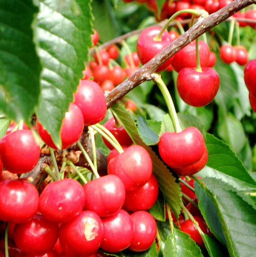 Cires "Uriase de Bistrita",  Anul 2