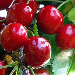 Cires "Uriase de Bistrita",  Anul 2