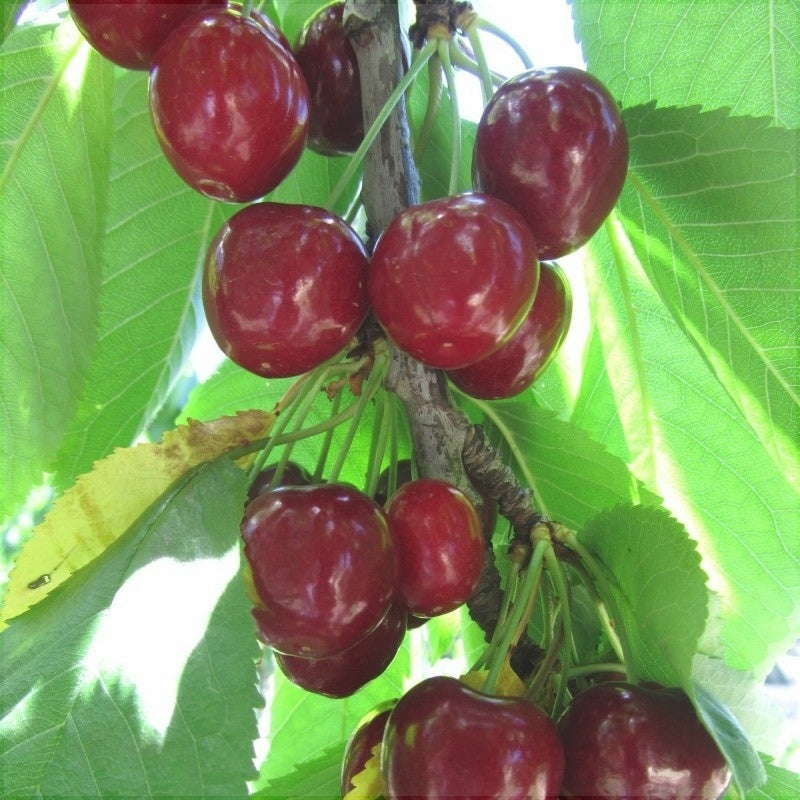 Pomi Fructiferi - Cires Van - Anul 3 - Pepiniera Romaniei