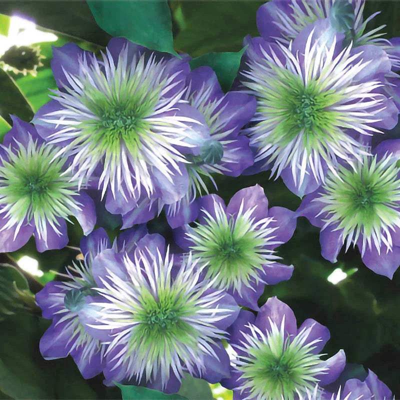 Clematis-Crystal-Fountain-la-Ghiveci-1-Bucata-5 - Pepiniera României