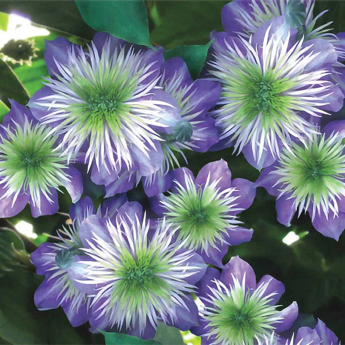 Clematis "Crystal Fountain" la Ghiveci, 1 Bucata, 120 cm