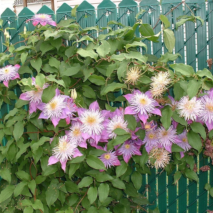 Clematis "Crystal Fountain" la Ghiveci, 1 Bucata, 120 cm
