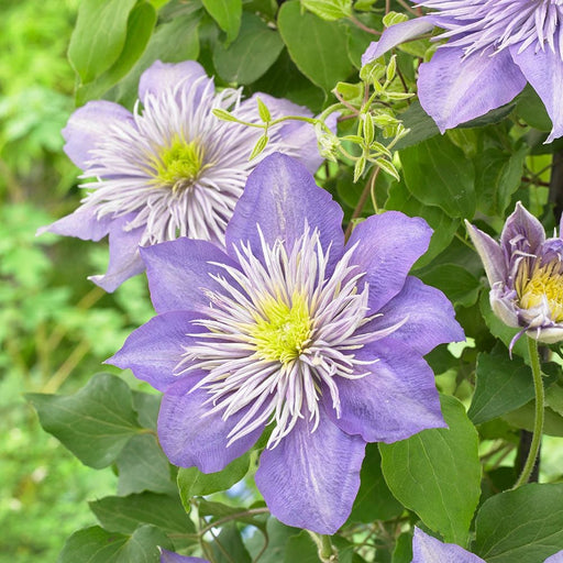 Clematis "Crystal Fountain" la Ghiveci, 1 Bucata, 120 cm