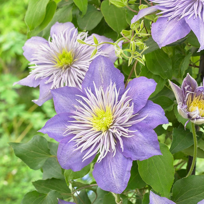Clematis "Crystal Fountain" la Ghiveci, 1 Bucata, 120 cm