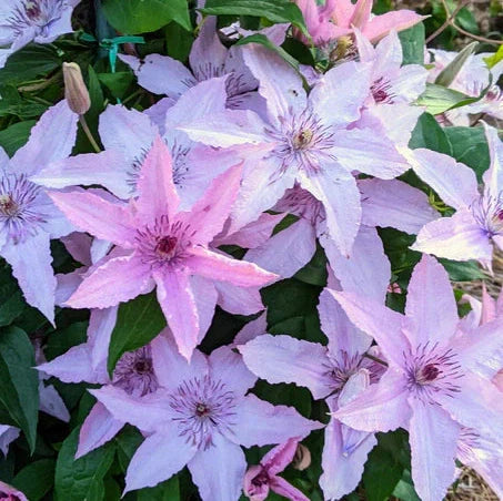 Clematis "Hagley Hybrid" la Ghiveci, 1 Bucata, 120 cm