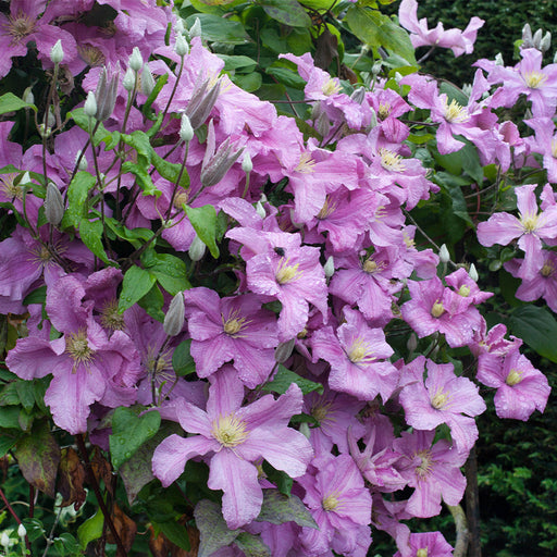 Clematis "Hagley Hybrid" la Ghiveci, 1 Bucata, 120 cm