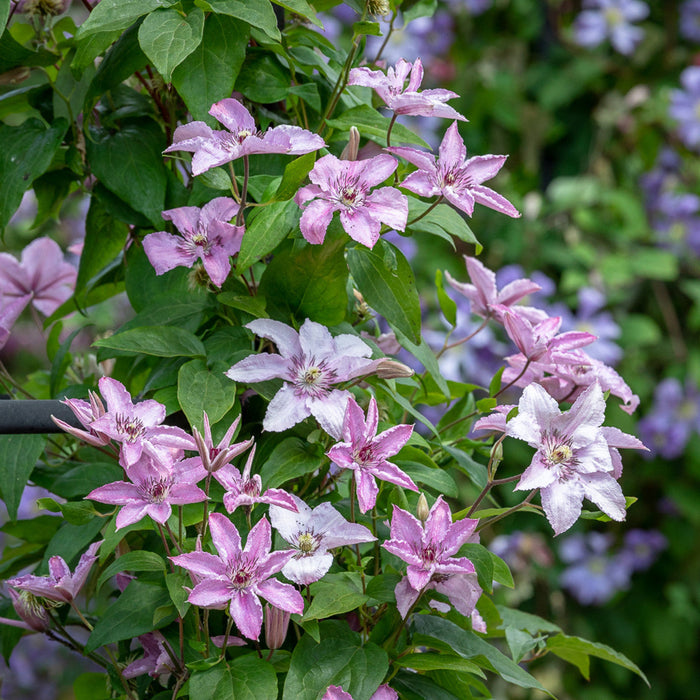 Clematis "Hagley Hybrid" la Ghiveci, 1 Bucata, 120 cm