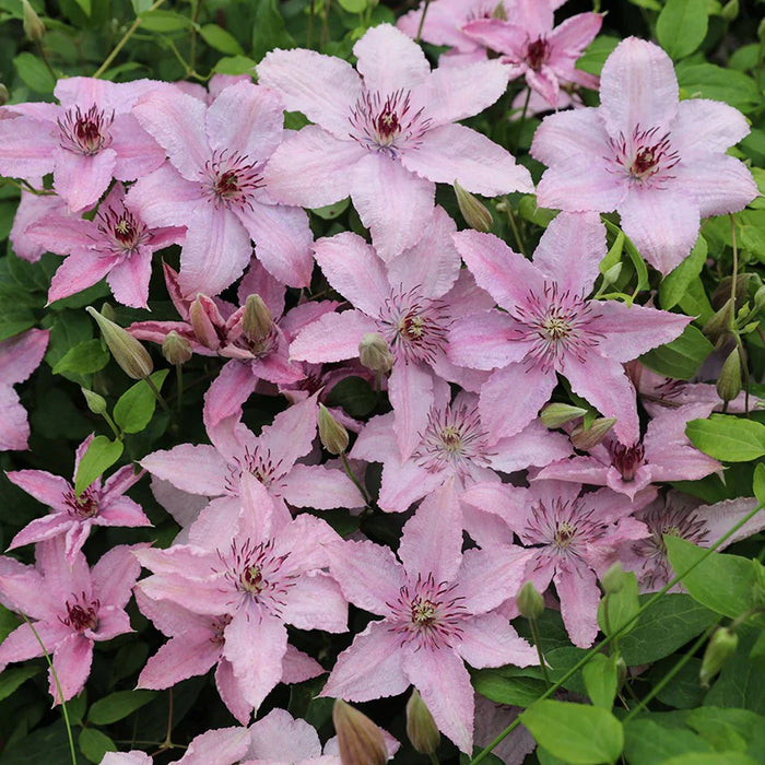 Clematis "Hagley Hybrid" la Ghiveci, 1 Bucata, 120 cm