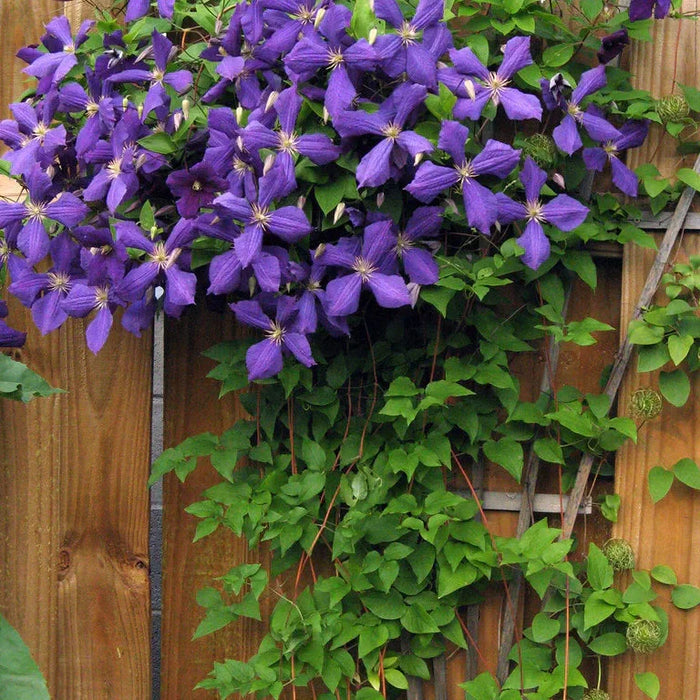 Clematis "Jackmanii" la Ghiveci, 1 Bucata, 120 cm