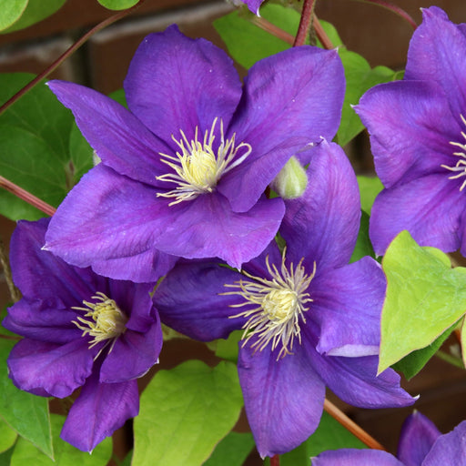 Clematis "Jackmanii" la Ghiveci, 1 Bucata, 120 cm
