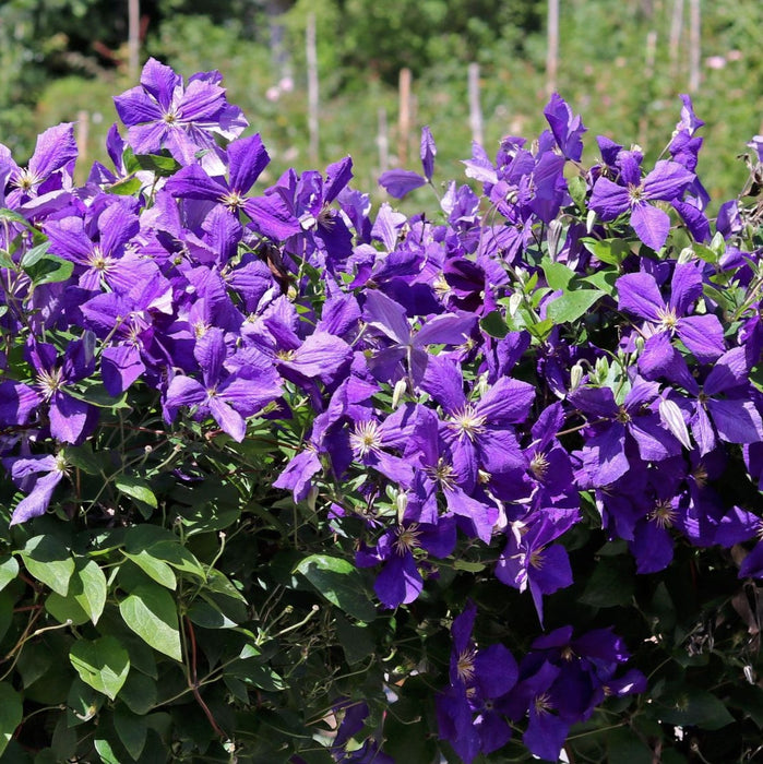 Clematis "Jackmanii" la Ghiveci, 1 Bucata, 120 cm