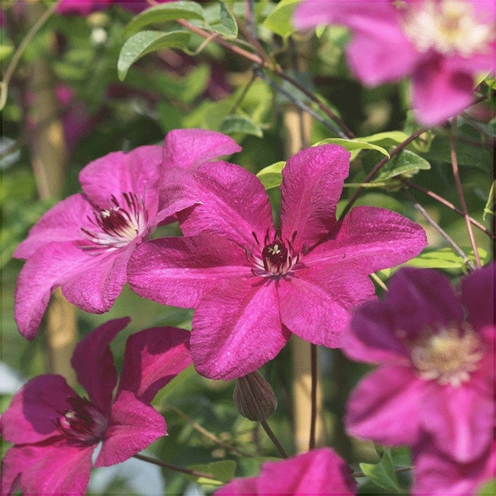 Clematis "Kardynal" la Ghiveci, 1 Bucata, 120 cm