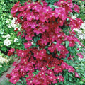 Clematis-Kardynal-la-Ghiveci-1-Bucata-5 - Pepiniera României