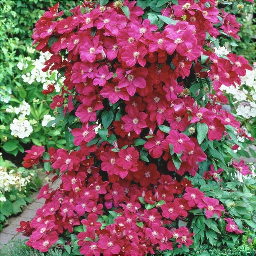 Clematis "Kardynal" la Ghiveci, 1 Bucata, 120 cm