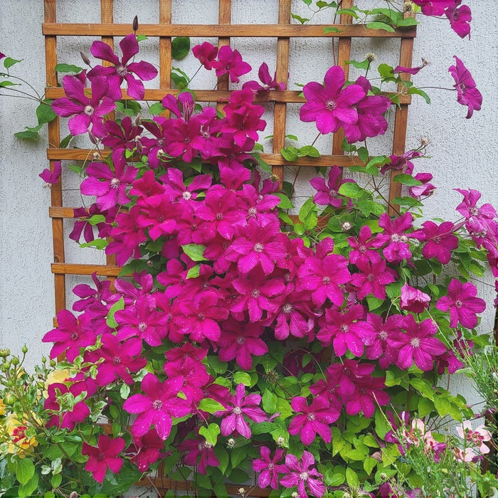 Clematis "Kardynal" la Ghiveci, 1 Bucata, 120 cm