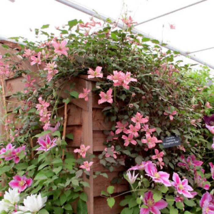 Clematis "Little Mermaid" la Ghiveci, 1 Bucata, 120 cm