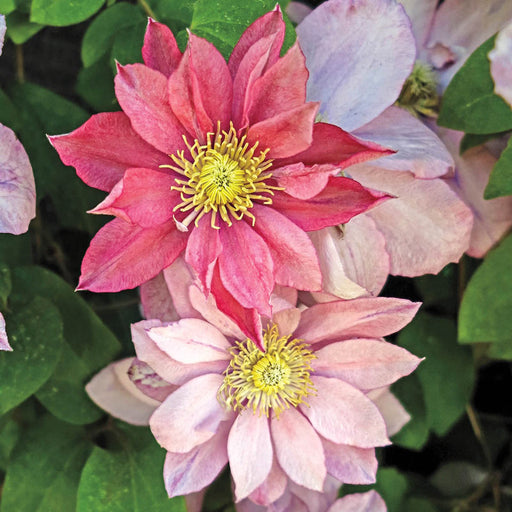 Clematis "Little Mermaid" la Ghiveci, 1 Bucata, 120 cm