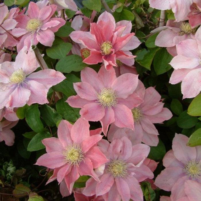 Clematis "Little Mermaid" la Ghiveci, 1 Bucata, 120 cm