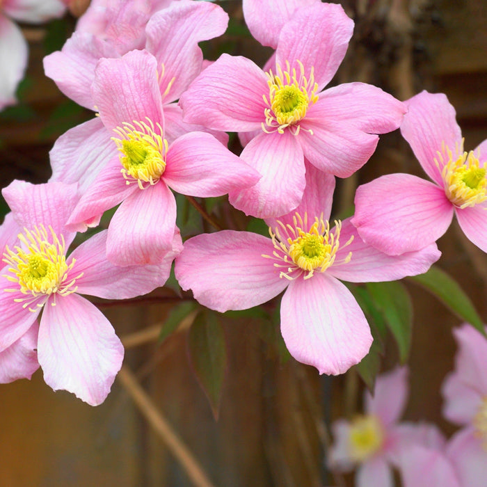 Clematis "Montana" la Ghiveci, 1 Bucata, 120 cm