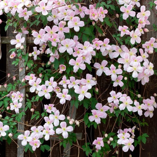 Clematis "Montana" la Ghiveci, 1 Bucata, 120 cm