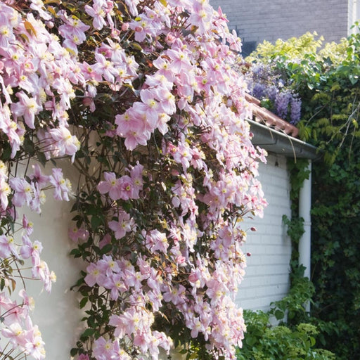 Clematis "Montana" la Ghiveci, 1 Bucata, 120 cm