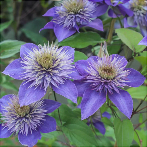 Clematis "Multi Blue" la Ghiveci, 1 Bucata, 120 cm
