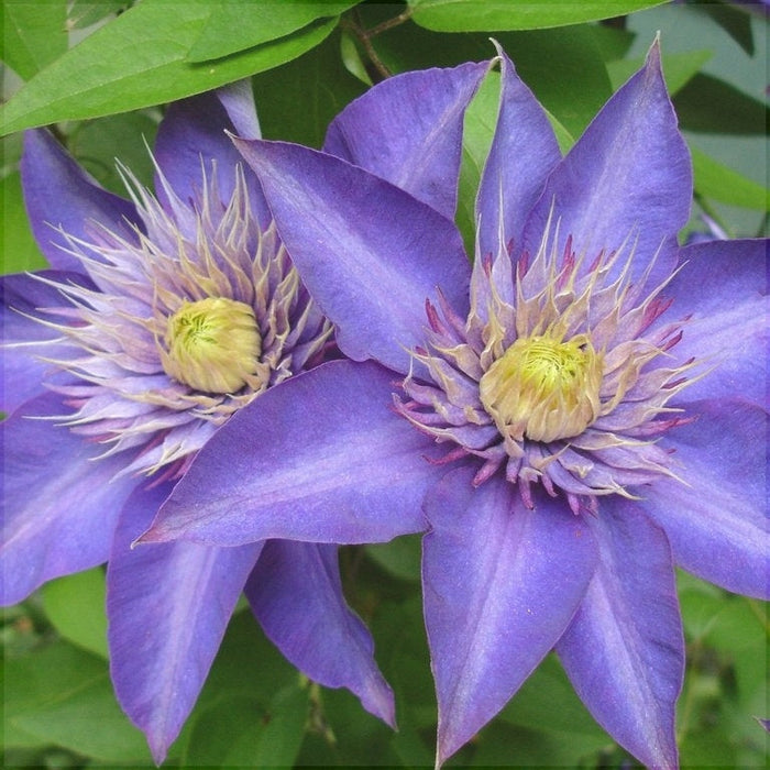Clematis "Multi Blue" la Ghiveci, 1 Bucata, 120 cm
