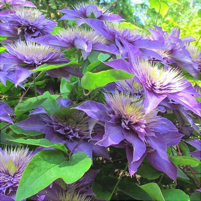 Clematis "Multi Blue" la Ghiveci, 1 Bucata, 120 cm