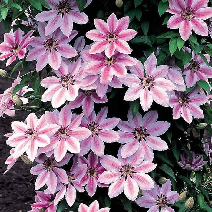 Clematis "Nelly Moser" la Ghiveci, 1 Bucata, 120 cm